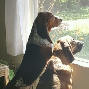 Meet your Posher, Judy